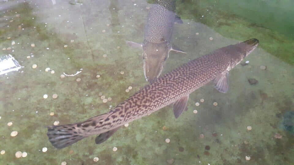 taman ikan air tawar kuala selangor