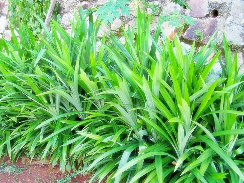 jenis pokok pandan