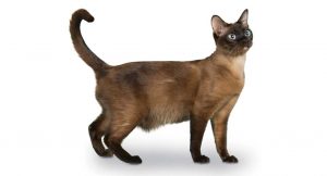 jenis kucing