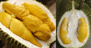 jenis durian