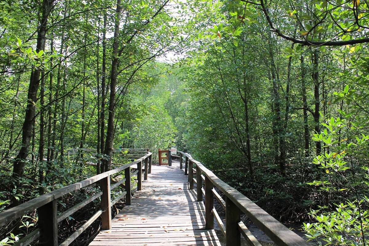 Pemandangan alam di Kota Kinabalu Wetland Centre
